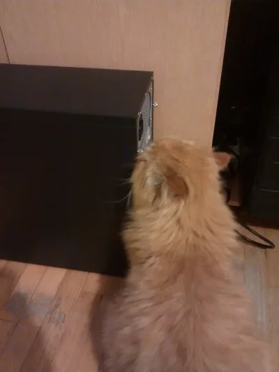 TheBorsuk - Koteł ogarnia nowego grata w pokoju.

#koty #pokazkota
