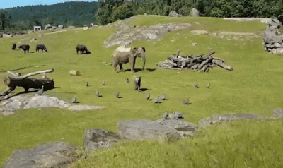 GraveDigger - Zapraszam do wykopywania :)
Niezdarne słoniątko szaleje na wybiegu. 
...