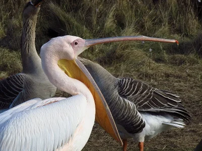 LiSzajFuj - Znowu pelikany łykają( ͡° ͜ʖ ͡°)