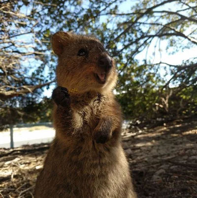 aloszkaniechbedzie - #quokkanadzis #quokka #zwierzaczki