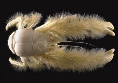 Artktur - Kiwa hirsuta – nazywany też krabem Yeti gatunek dziesięcionoga odkryty na g...
