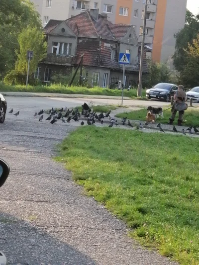 Lapidarny - Czy grozi coś za karmienie gołębi? Wiecznie auto obsrane a stare baby kar...