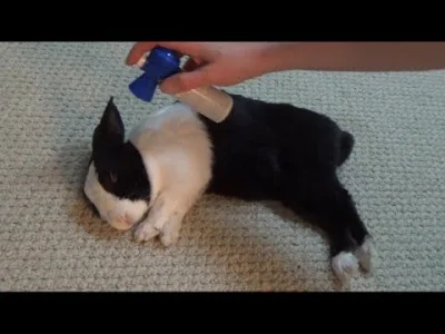 H.....s - @fsfdjf patrz jak budzi słodko śpiącego króliczka za pomocą air horn ((nwm ...