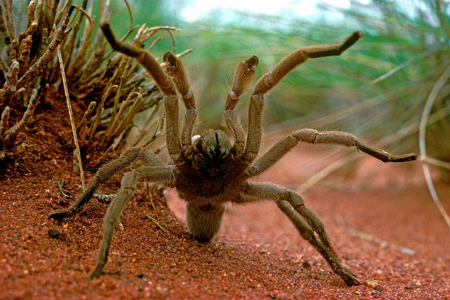 Самые самые паукообразные. Цербал Аравийский паук. Паук Тарантул австралийский. Птицеед Голиаф. Паук птицеед Голиаф.