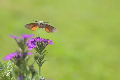 sootiv - Kilka razy udało mi się go sfotografować