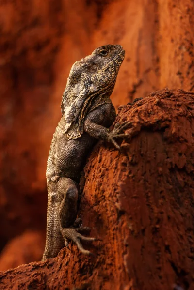 dioxis - #mojezdjecie #fotografia Jaszczur ʕ•ᴥ•ʔ