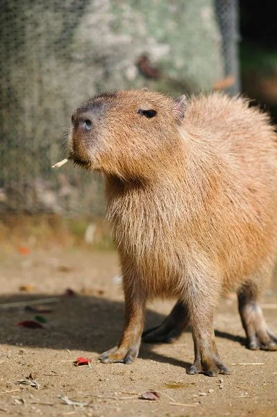 Kapibararara - #zwierzaczki #smiesznypiesek #kapibara