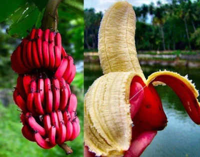 darosoldier - jadł ktoś z was czerwone banany? 
#jedzenie #foodporn #banany