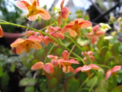 b.....k - Epimedium