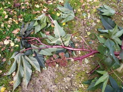 zigzag213 - Hej Mirasy, jak się ta roślina nazywa? #ogrodnictwo #ogrod