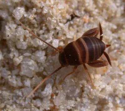 Trosso - Mrowiszczak mrówkomirek (Myrmecophilus acervorum) – gatunek myrmekofilnego o...