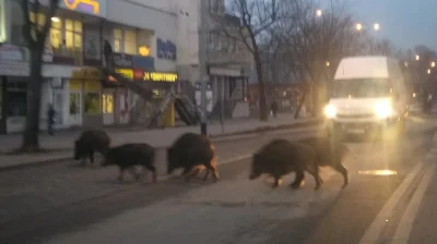 hellfirehe - > Dziki to akurat norma i potrafią wejść nawet na teren dużego miasta

...