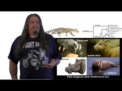 Trajforce - Systematic Classification of Life - ep42 Hominidae
Dopiero człowiekowate...