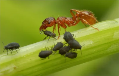 irytacjaniebosklonu - Mrówki też mają swoje zwierzęta gospodarskie.

Leśne mrówki ż...