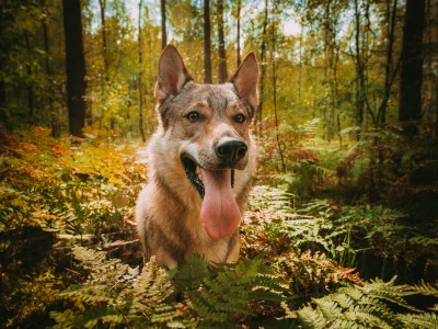 pranko_csv - Łapcie Słońce póki gorące!! ( ͡° ͜ʖ ͡°)ﾉ⌐■-■
#prankothewolfdog #tworczos...