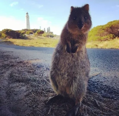 aloszkaniechbedzie - No hejka udało się już wstać w ten chłodniejszy poranek?

#quokk...