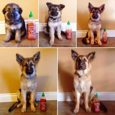 razor535 - Uwieczniony proces samoskurczania się butelki.
#psy #zwierzaczki