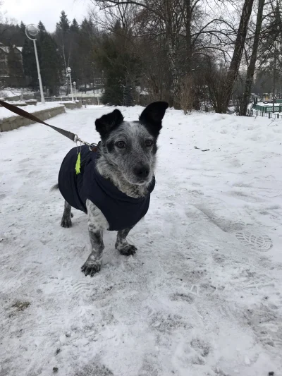 kicioch - Miś był w weekend w Krynicy i okazało się, że uwielbia śnieg (｡◕‿‿◕｡) a pod...