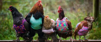 zdjeciezwenszem - jo
Chickens in da hood
#zwierzaczki #smiesznygolomp #kuryboners #...
