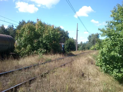 kunajk - A co się tam czai w krzakach? #kolej