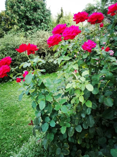 laaalaaa - Róża 52/100 z mojego ogrodu - ta, najobficiej kwitnąca w tym roku ( ͡° ͜ʖ ...