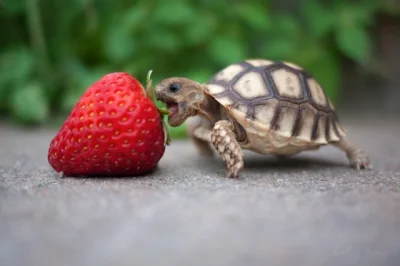dam_rade - żółwik jedzący truskawkę z okazji Nowego Roku. wszystkiego dobrego Murki #...
