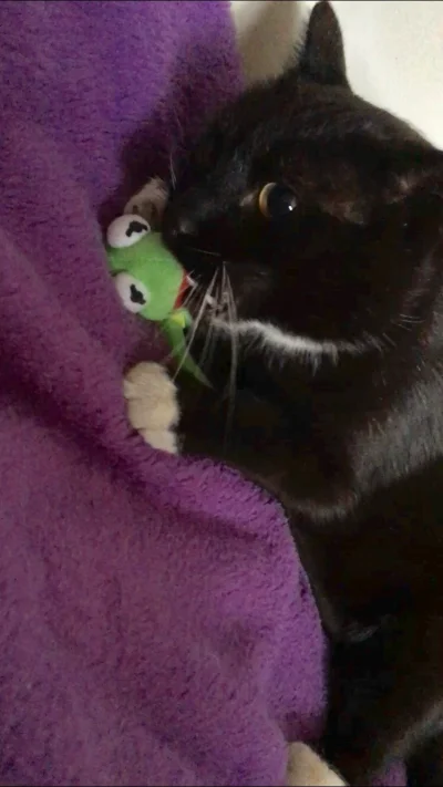 JaninaBlondyna - Kitku i Kermit proszą o plusiki. Kermit szczególnie, zważając na jeg...