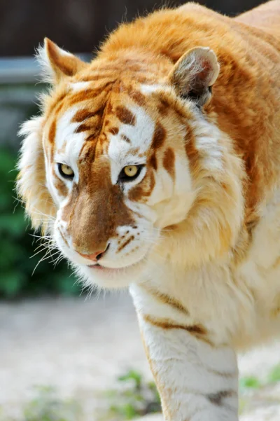 reett - złoty tygrys, ale piękny (ʘ‿ʘ) 
#zwierzaczki #tygrys #koty