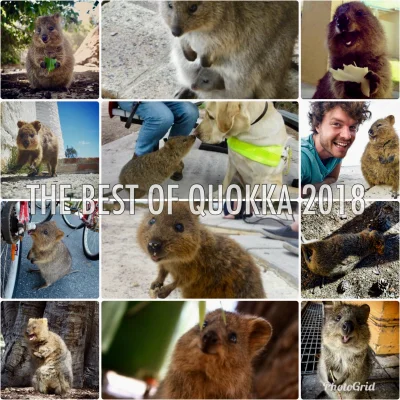 aloszkaniechbedzie - Dzień doberek kłokoświry!

Oto wyczekiwane THE BEST OF QUOKKA ...