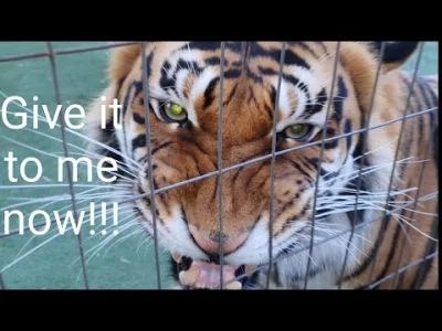 Anty_Chryst - czemu tym jego tygrysom tak zwisa ta skóra? w zoo to tak nie wygląda, z...