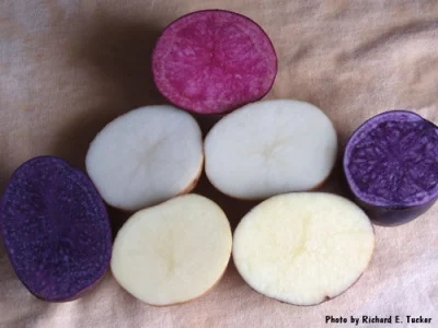 Sierkovitz - @waginator: Kolorów ziemniaka masz bez liku