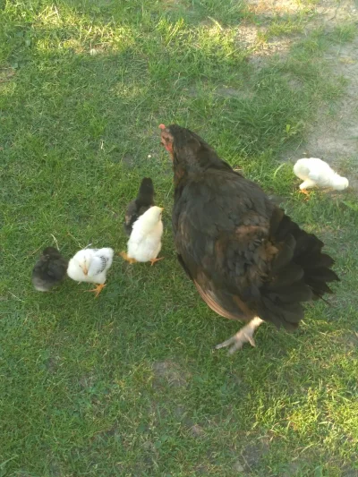 gfgfgfa - kwoka matka roku - stanie na kurczaku ale nawet tego nie widzi i leci dalej...