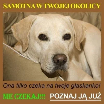TicoTicoTico - #pies #heheszki #dziendobry #bylomilionrazy