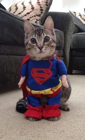 b.....s - Super Cat