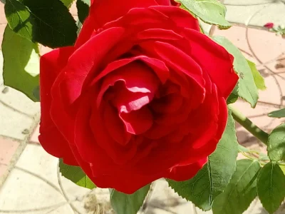 laaalaaa - Kolejny zakwit róży @GraveDigger 'a ( ͡° ͜ʖ ͡°)
Róża nr 77/100
#mojeroze...