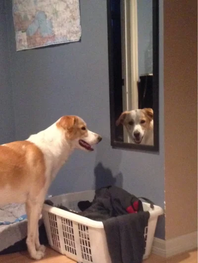 Owner - My dog likes to stare at me through mirrors
#stalkingjestspoko