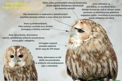 Lifelike - #nauka #biologia #ornitologia #ptaki #sowy #graphsandmaps