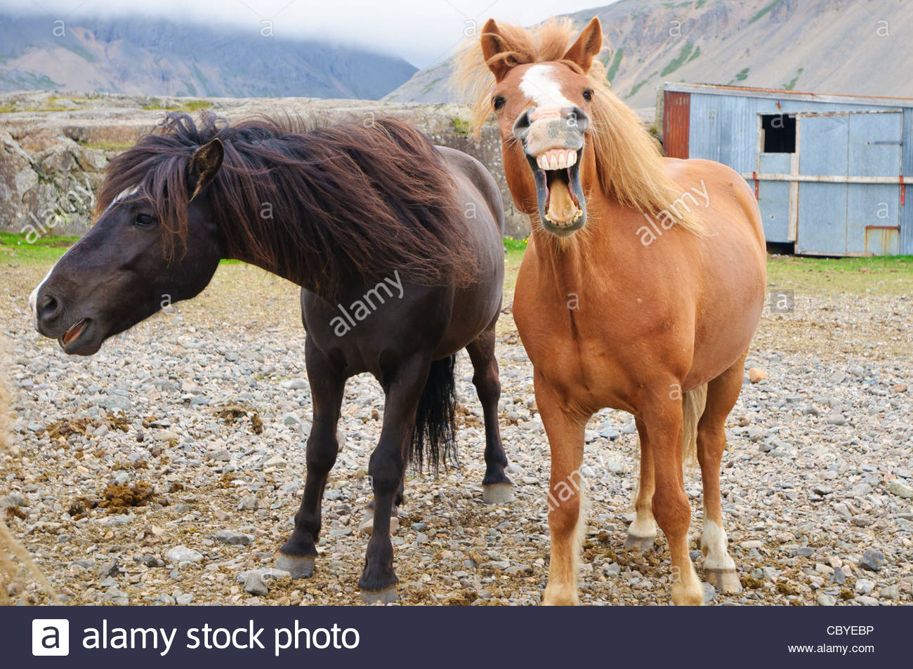 Прикольные лошадки