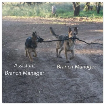 nietrzymryjskiowczarek - @kamdz: przeczytałem branch manager