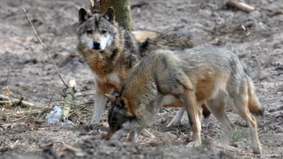 Threepwood - Brandenburskie wilki mają polski rodowód


 Jak wynika z badania genetyc...