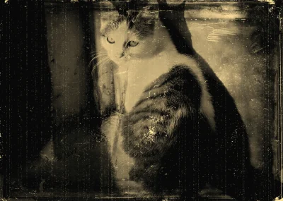 daro1 - Moje zabawy z GIMP-em w ferrotypię, oryginalne zdjęcie kota zrobione Canonem ...