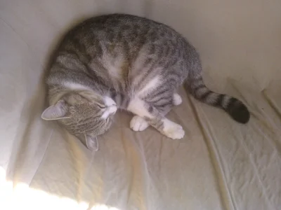 AdrianV91 - CZy to normalna pozycja do spania dla kota ? XD
#koty #pokazkota
