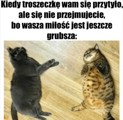 poszukujekota - #heheszki #zwiazki #koty #milosc