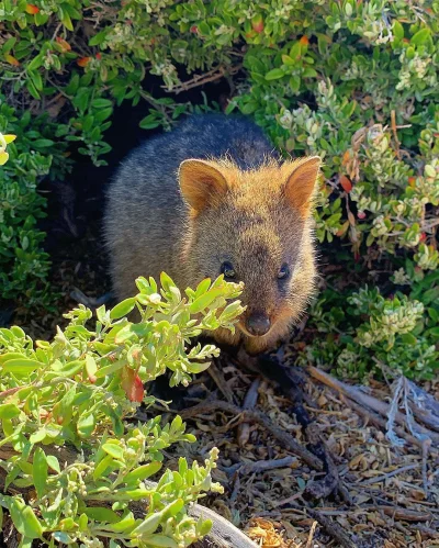 mfek00 - Kuoczka w zieleni #quokka #quokkanadzis #zwierzaczki