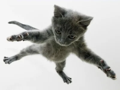 MaupoIina - Koty nadlatujo! ( ͡° ͜ʖ ͡°)

#zwierzaczki #zwierzeta #koty #smiesznykot...