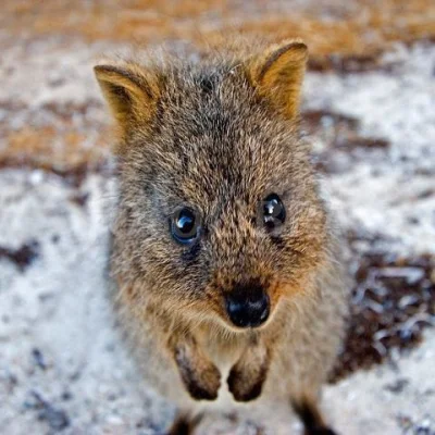 robin_caraway - #quokkanadzis >250. obserwujących, jesteście super (⌐ ͡■ ͜ʖ ͡■) 

S...