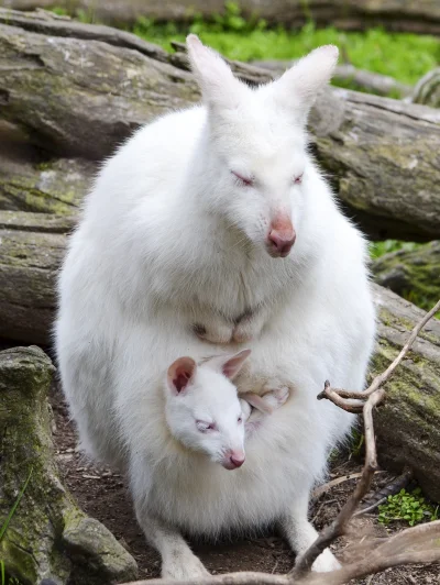 quiksilver - Kangur Albinos z młodym #zwierzaczki #albinosy #zwierzeta #AnimalPorn