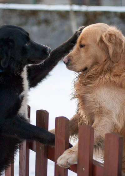 C.....r - I hereby proclaim you a good boy
#smiesznypiesek #heheszki #psy #pies #dog...