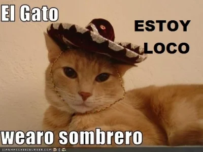 Oszaty - #koty #sombrero #sombrerocats