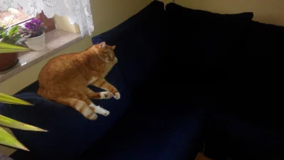 goromadska - W domu kot może leżeć wszędzie tam gdzie nie śpią domownicy. Tak jest na...